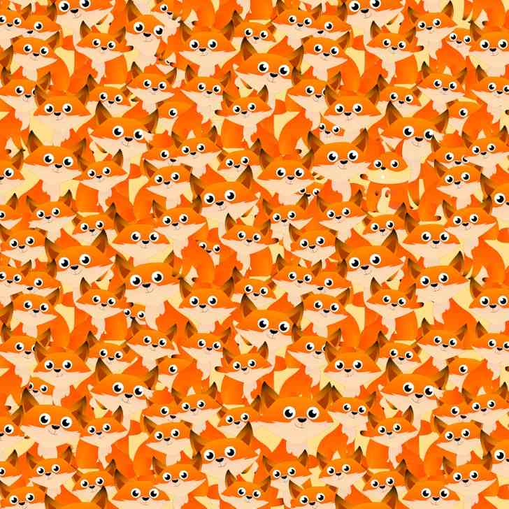 the squirrel is here